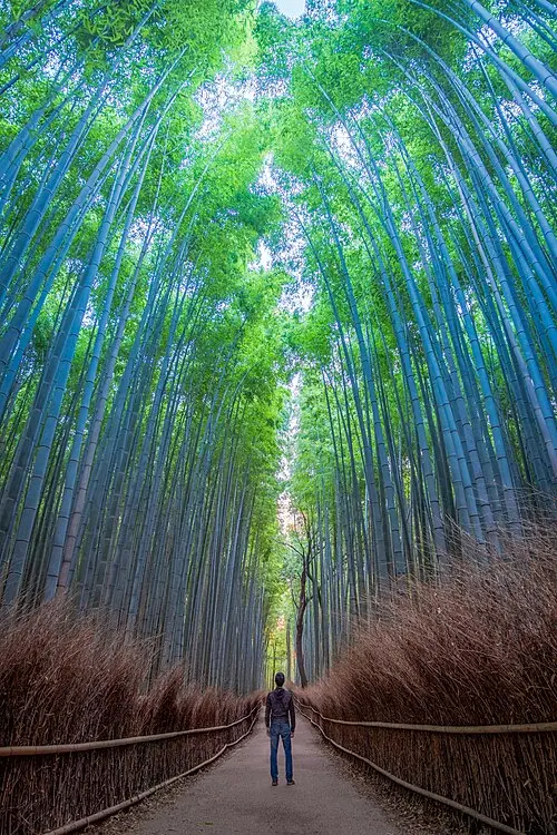 Forêt de bamboo d'Arashiyama