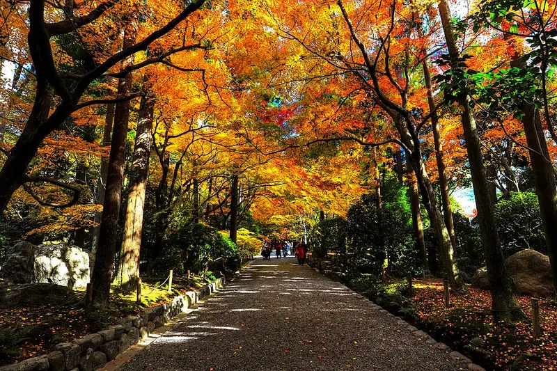 Feuillages d'automne de Ryōan-ji, arrondissement d'Ukyō, ville de Kyoto, préfecture de Kyoto