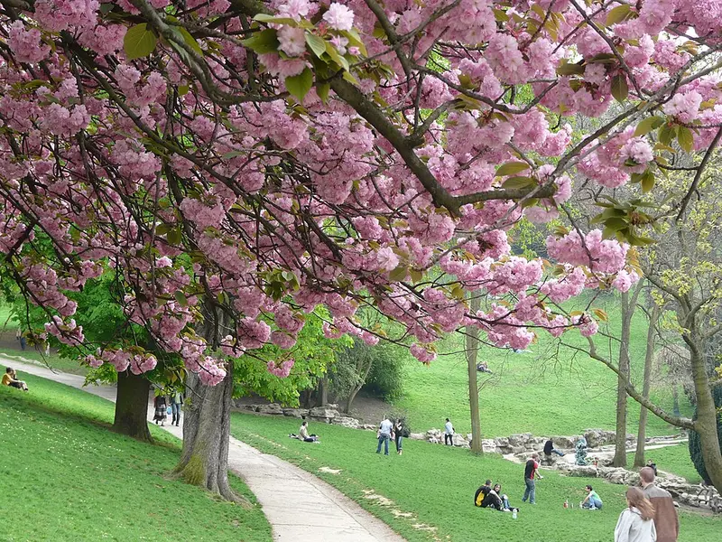 Cerisiers des Buttes Chaumont en fleurs