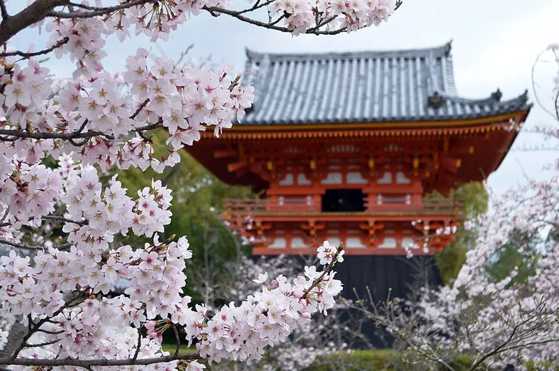 Floraison de cerisiers devant le temple Sakura à kyoto